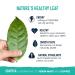Waykana Organic Guayusa Loose Leaf Tea - 8 oz (227 g) | Premium Natural Energy Boost - Buy Online on GoSupps.com