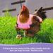 Vehipa 3 Pcs Reflective Chicken Vest Set - Adjustable Harness for Poultry - Feather Protection for Hen, Geese, Duck - Buy Online on GoSupps.com