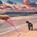 Wolfone 9m Pink Drag Line for Dogs | Waterproof Training Leash for Recall Swimming Camping & Walking - Buy Online on GoSupps.com