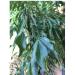 Organic Whole Air Dried Curry Leaves 0.3 oz - Premium Quality (10 g) - 0.3 Ounce Pack - Fresh and Aromatic - Buy Online on GoSupps.com