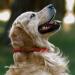 Collardirect Handmade Round Leather Dog Collar - Soft Padded Real Leather for Small & Big Dogs - Available in Black Pink Red Purple Blue (15-18 cm) - Buy Online on GoSupps.com