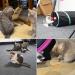 Mauts 23pcs Cat Toys Set for Indoor Cats - Interactive and Fun Kitten Toys Collection - Buy Online on GoSupps.com