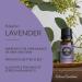 Edens Garden Bulgarian Lavender Essential Oil - 100% Pure Therapeutic Grade, 10ml (0.33 Fl Oz) - Buy Online on GoSupps.com