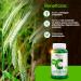 VERDE DE CEBADA 80cap is a dietary supplement in easytoswallow capsules It is taken regularly according to the indicated dosage The package contains 80 capsules This makes it simple - Buy Online on GoSupps.com