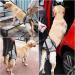 Dotoner Dog Lifting Harness Soft Support Loop for Injured Dogs | Adjustable Dog Food Dishes for Hind Legs | Size M (Gray) | Ideal for Small Medium & Large Pets - Buy Online on GoSupps.com