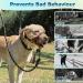 Buy Stylish Dog Handlebars - No Pulling Head Halter for Medium & Large Dogs | Gentle Control & Comfort for Safe Walks - Buy Online on GoSupps.com