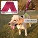 Vivaglory Short Dog Leash - Traffic Leash for Medium & Large Dogs 32cm Red Training Line - Buy Online on GoSupps.com