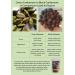 Bounty Foods Vietnam Cardamom Pods - 3.5 OZ Bag | Premium Spice for Chinese, Indian & Asian Recipes - Buy Online on GoSupps.com