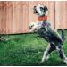 Dogwong Light Blue Adjustable Dog Collar with Removable Fly Perfect Gift for Small & Medium Dogs | Comfortable & Stylish (Pack of 1) - Buy Online on GoSupps.com