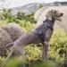 OneTigris Tactical Dog Vest | MOLLE Service Dog Harness | 1000D Nylon | Large | Grey - Ideal for Training & Outdoor Adventures - Buy Online on GoSupps.com