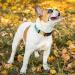 Heele Adjustable Dog Collar for All Sizes - Patterned Comfortable & Robust - Perfect for Puppies & Large Dogs - Rainbow Design (34-53cm) - Buy Online on GoSupps.com