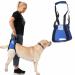 Dogs carrying aid xl blue / dogs walking aid / dog rehabilitation aid the auxiliary dishes for problems on the spine the hip and the knees of their dog.From Nature Pet the premium brand for aids from Neoprene.Blue XL