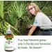 Pure Saw Palmetto Berries Oil 2x30ml Wild & Natural 60-90-day Supply Unlike Inefficient Powders Supports Prostate Health Sleep Better Reduce Frequent Urination DHT Blocker Help Stop Hair Loss - Buy Online on GoSupps.com