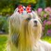 Haakong 8Pcs Fourth of July Hair Clips - American Flag & Star Hair Barrettes for Party & Dance - Buy Online on GoSupps.com