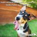 Pretty Pooch 5L Multipurpose Disinfectant - Kennel & Cattery Cleaner, Sanitiser & Deodoriser - Lavender Scent - Cruelty-Free Formula - Buy Online on GoSupps.com