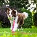 Wolfone 9m Pink Drag Line for Dogs | Waterproof Training Leash for Recall Swimming Camping & Walking - Buy Online on GoSupps.com