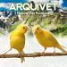 Arquivet Replacement Feed Station for Small Birds | Cage & Aviary Accessories | 8x6x4 cm Bird Feed Donor - Buy Online on GoSupps.com