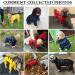 Geyecete Waterproof Dog Rain Coat - Reflective 4-Leg Jacket for Large Medium & Small Dogs - Yellow - XXXL/3XL - Buy Online on GoSupps.com