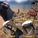 Hunthor 5mm Neoprene Dog Hunting Vest - Adjustable Waterfowl Duck Hunting Camo - X-Large - Buy Online on GoSupps.com