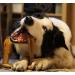 Bamboodles T Bone Dog Chew - Medium Chicken Flavor for Aggressive Chewers - Buy Online on GoSupps.com
