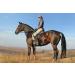 "BE COOL" COOKIES for a "Chilled Out" CALMER COOLER Horse - With Ashwagandha and B Vitamins - Buy Online on GoSupps.com