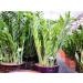 DECORA 18 Gauge Green Floral Stem Wire - 16 inch, 50 Pack - For Artificial Flower Making - Buy Online on GoSupps.com