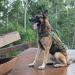 Oneigris Dog Harness | Adjustable Tactical Anti-Trail Harness for All Breeds - International Shipping Available - Buy Online on GoSupps.com