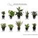 Costa Farms Assorted Foliage Clean Air House Plant Collection - 8 Tall - 6 Pack - Buy Online on GoSupps.com