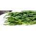 Samphire/Salicornia (100g x2) Ideal for salads steaks fish dishes and much more. A Naturally Salty Grown to be tender and succulent. it's delicious and unique.