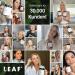 Leaf Hair Glow Capsules - Vegan Nutritional Supplement with D-Biotin Barley Grass & Deer Seeds | 90 Pieces for 45 Days | Sustainable Glass Packaging | Made in Germany - Buy Online on GoSupps.com