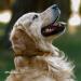 Collardirect Handmade Soft Padded Round Leather Dog Collar | Adjustable & Stylish for Small to Large Dogs - Multiple Colors Available - Buy Online on GoSupps.com