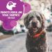 IAMS Proactive Health Dog Food Dry | Minichunks Adult Lamb & Rice 6.5kg + Mature (7+) Original 6.8kg 6.8 kg (Pack of 1) Dog Food + Dog Food 6.8kg - Buy Online on GoSupps.com