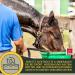 Emma Electrolyte for Horses 1L + Vitamin B12 | Essential Minerals for Optimal Equine Health - Buy Online on GoSupps.com