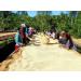 Kaphi Beans Sweet Blue Mountain Roasted Coffee- Medium Roast- Arabica Coffee Beans- Sweet & Smooth (Wholebean 2kg) Wholebean 1 count (Pack of 1) - Buy Online on GoSupps.com