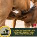 Multi Vitamins for Horses - 1L Liquid with Zinc B Complex Trace Elements & Minerals for Mare & Foal - Buy Online on GoSupps.com