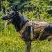 Oneigris No-Pull Dog Harness - Ultra Breathable Adjustable Mesh Vest for Large/Medium Dogs with 2 Handles - Brown (L: Neck 45-63cm Breast 68-91cm) - International Shipping Available - Buy Online on GoSupps.com