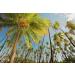 Next Organics Dried Coconut 16 oz Bag (Pack of 3) - Premium Quality Organic Coconut Flakes - Buy Online on GoSupps.com