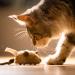 2 Pack Interactive Cat Toys - Feather Squeaky Bird & Mouse Kitten Plush Toys - Motion Activated Melody Chaser - Ideal for Indoor Cats - Three Dogs & A Cat - Buy Online on GoSupps.com