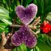 Amethyst 30G Natural Amethyst Crystal Cluster Butterfly Fairy Specimen Decoratio ERBDRGAZ - Buy Online on GoSupps.com