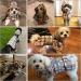 Dog Raincoat Hooded with Reflective Strip - Waterproof Jumpsuit for Small Dogs - Buy Online on GoSupps.com