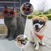 UV Protection Sunglasses for Small Dogs | Cool Black Dog Glasses | Outdoor Eye Protection for Small Breeds - Buy Online on GoSupps.com