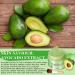 Pjordo Avocado Green Tea Clay Mud Mask 150g/5.29 Oz - Skin Care Detox Face Mask for Deep Cleansing, Oil Control, Anti-Acne, and Pore Refining - Includes Mask Brush for Soothing and Nourishing - Buy Online on GoSupps.com
