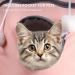 Homelevel Cat Pocket Hoodie Sweater - Cute Pet Bag for Small Dogs & Cats - Stylish & Comfortable Pet-Friendly Apparel - Buy Online on GoSupps.com