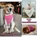 Shop Sychien Large Dog Shirt - Soft Combed Cotton T-Shirt for Bulldogs | Pink Rose Striped Design - Buy Online on GoSupps.com