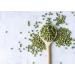 Organic Mung Beans 3 Pounds - Non-GMO Whole Dried Green Gram - Sproutable & Kosher - Vegan Sirtfood - High Fiber & Protein - Ideal for Asian & Middle Eastern Dishes - Bulk Pack of 1 - Buy Online on GoSupps.com