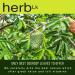 HerbLk Premium 30+ (15g / 0.5oz) Organic Soursop Dried Leaves Tea Whole Leaves Wildcrafted Graviola/Hoja De Guanabana Loose Leaf Herbal Tea - Buy Online on GoSupps.com