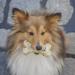 Carnello Hundeleckerli City Bones Ulm - Grain-Free Dog Treats & Chewing Sticks (3 x 30g) - Ideal for Puppies & Dogs - Buy Online on GoSupps.com