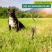 Windhager Spiral Earth Anchor for Dog Leashes - 41cm x 8mm - Durable Garden & Pet Solution - Buy Online on GoSupps.com