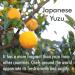 Yuzu Juice 100% Japanese Squeezed Exceptionally - 3.52 Oz Made in Japan YAMASAN  - Buy Online on GoSupps.com
