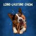 Purina Busy with Beggin' Twist'd Rawhide-Free Bacon Dog Treats 10ct - Small/Medium Size - Buy Online on GoSupps.com